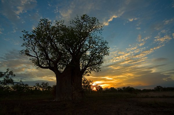 Boab Tree Shadow Munkayarra 08